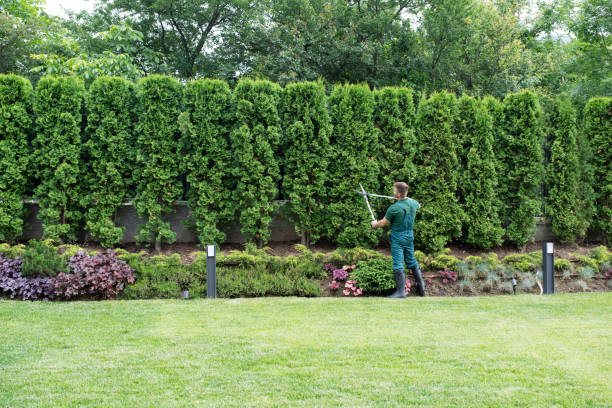 Professional Tree Services in Overland Park, KS