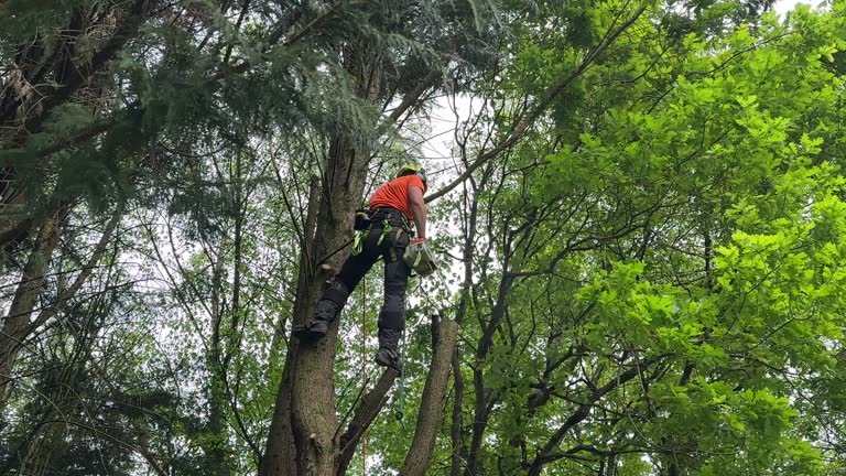 How Our Tree Care Process Works  in  Overland Park, KS